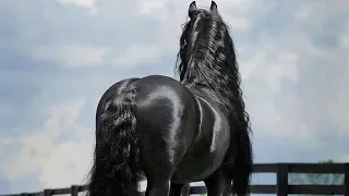 This Amazing Horse Looks Like Typical Horse Until He Turns His Head