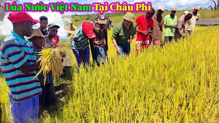 Hùng KaKa ll Bác Trưởng Thôn và Người Dân Ngỡ Ngàng Khi Thấy Mô Hình Lúa Nước Của Việt Nam