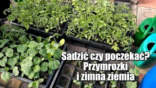 Sadzić czy poczekać? Zagrożenie przymrozkami. Zimna ziemia