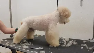 corte de pelo caniche enano peluqueria canina poodle grooming