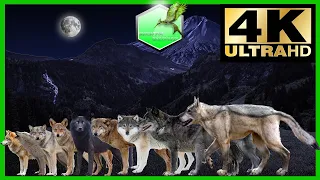 Wolfs Species Comparison LIVING EXTINCT