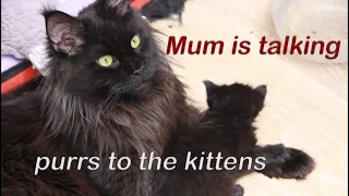 Mama cat Maine Coon calls to her kittens, purrs and they reply