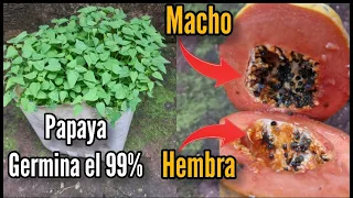 Germina el 99% de semilla de papaya  o lechoza seleccionando hembra y macho