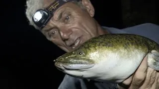 Huge Marbled Eel Is Monster of Fijian Lore