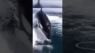 A killer whale is chasing the boat | ISR CCTV
