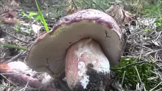 funghi porcini 2015...un posto magico