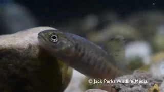 Atlantic Salmon Life Cycle