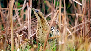 De mysterieuze Roerdomp vermomd als riet..