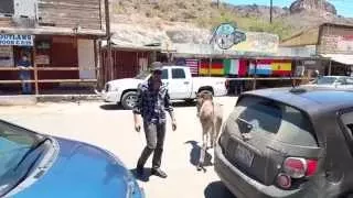 Donkeys in Oatman AZ