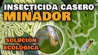 Elimina el Gusano MINADOR de las Hojas y de los Cítricos | Insecticida CASERO para Plantas