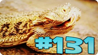 Приколы с животными №131   Ящерица Бородатая ягама  Смешные животные  Animal videos