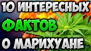 ТОП 10 ИНТЕРЕСНЫХ ФАКТОВ О МАРИХУАНЕ