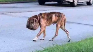 Hund mit angeschwollenem Kopf gefunden, Grund erschüttert bis ins Mark...