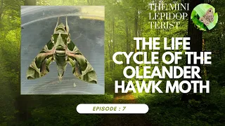 The Life Cycle of the Oleander hawk moth 🦋