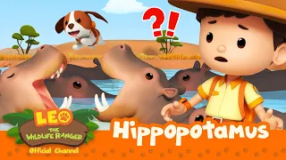 The HIPPOS are HUNGRY! 🦛 | Hippopotamus | Leo the Wildlife Ranger | #compilation