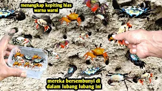 catch colorful crabs in the hole