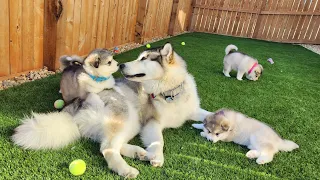 alaskan malamute puppies going outside for the first time at 5 weeks old @maukadorable