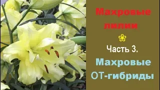 ❀ Махровые лилии. Часть 3. Махровые лилии ОТ-гибридов