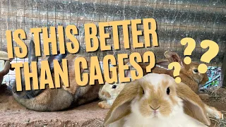 Why You Should Raise Meat Rabbits in a Colony (Pros and Cons)