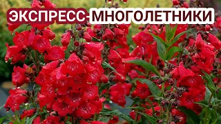 МНОГОЛЕТНИКИ,ЦВЕТУЩИЕ в ПЕРВЫЙ ГОД ПОСЛЕ ПОСАДКИ в САДУ