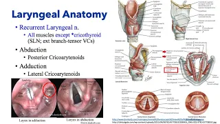 Anesthesiology Keyword Review - ENT Anesthesia - Dr. Schell