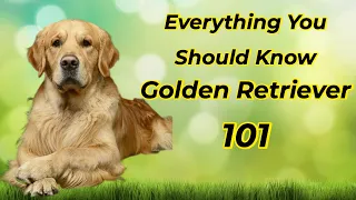 Golden Retriever 101: Is It Right For You?