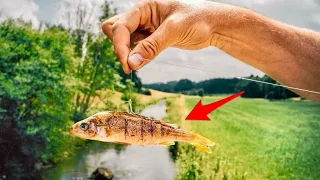 Was beißt auf KÖDERFISCH im kleinen Bach?