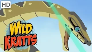 Wild Kratts - The Roughest, Toughest Animals in the Wild | Kids Videos