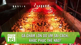 Gà chậm lớn do úm sai cách, khắc phục thế nào? | Làm nông đúng cách VTC16