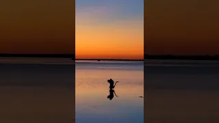 Blue Heron Call Sound Sunset. Breathtaking!
