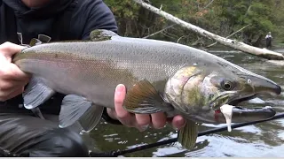 COHO Salmon Munching Skein - Epic BOBBER DOWNS