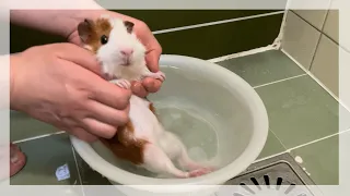 ［𝟜𝟟］はじめてのお風呂！ / First bath!