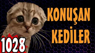 Komik Kedi Videosu - Konuşan Kediler 1028 - En Komik Kedi Videoları