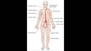 Stimulate Normal Lymph System Function : 676 hz Beta : Isochronic tone