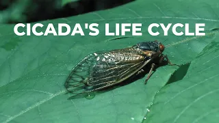 The Complete Life Cycle of a Cicada