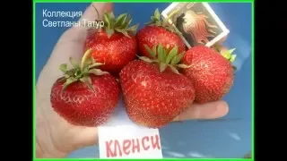 КЛЕНСИ . Красивый и вкусный сорт клубники.