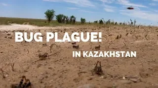 [S1 - Eps. 90] BUG PLAGUE! in Kazakhstan