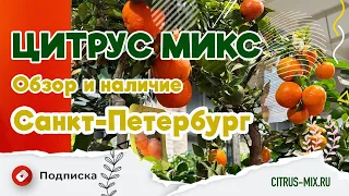 🪴 🍊 Обзор цитрусовых и экзотических растений в Санкт Петербурге |  #комнатныерастения #цитрусмикс