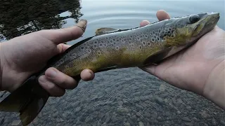 Brown and Brook Trout Fishing Washington State