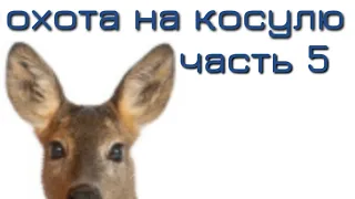 ОХОТА НА КОСУЛЮ. ЧАСТЬ 5. DEER HUNTING part 5