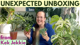 Unboxing wishlist plants from Kek Jekkie | Plant with Roos