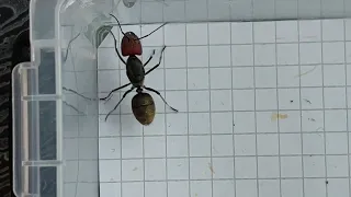 Camponotus singularis (China) 15.06.2022