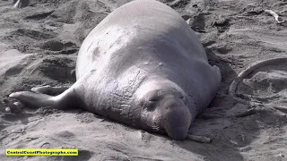 4K Video-Elephant Seals in San Simeon, California. Long version Part 1-12/14/19