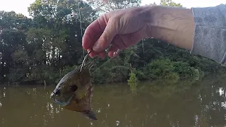 This Creek is FLOODED - Fishing For Catfish Using Bluegill As Bait