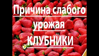 Причина слабого урожая клубники.