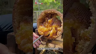 土蜂蜜采集过程