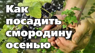 ОСЕННЯЯ ПОСАДКА СМОРОДИНЫ. Советы агронома