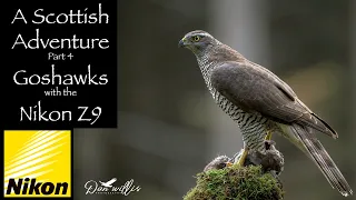 Goshawks with the Nikon Z9