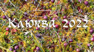 Клюква 2022 год. Сбор комбайном.