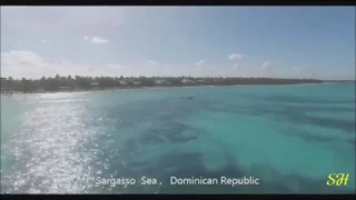 Доминикана(часть.2)Bavaro Beach Resort., Punta Cana. January 7, 2017 (music)